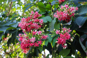 Rangoon Creeper's Pink Blossoms in Full Glory
