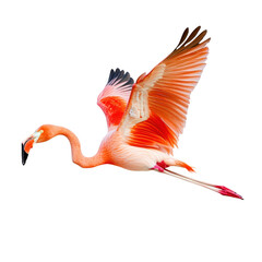 Vibrant pink flamingo in flight with detailed feathers, long slender neck, curved beak, and elegant extended legs, isolated on a white background for wildlife photography