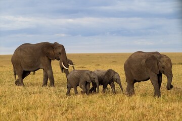 Elephant family walking in the african savanna during daytime © Michael