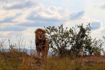 Majestic lion standing in the african savanna during a cloudy day