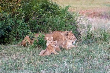 Lioness resting with her cubs in the African savanna