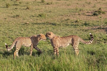 Two cheetahs sniffing each other in the savannah during daytime