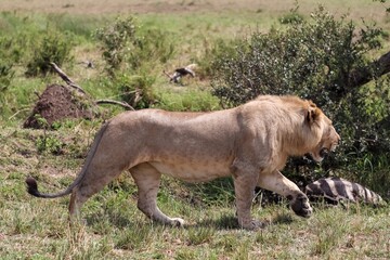 Lion walking and guarding its zebra prey in Africa