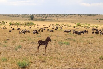 Polka-dotted zebra foal standing in front of a herd of wildebeest in Maasai Mara National Reserve,...