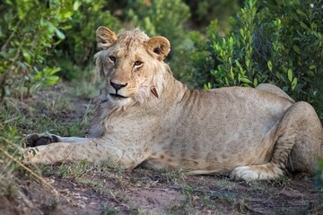 Young male lion resting in the African savannah near green bushes