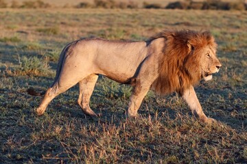 Male lion walking in the african savanna during golden hour