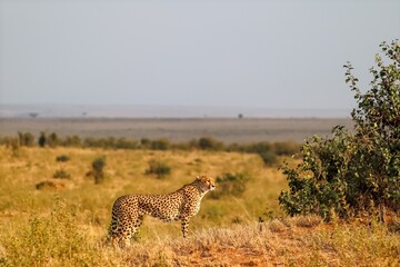 Cheetah standing in the African savanna looking for prey