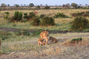 Lioness walking in the savannah with her two cubs