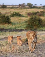 Lioness walking with her two cubs in the african savanna