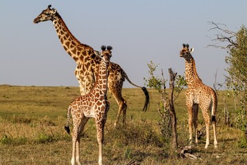 Giraffe family enjoying african savanna landscape in Kenya