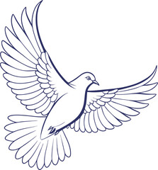white dove isolated on white