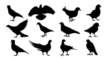 Fototapeta premium set of dove silhouette vector on white background