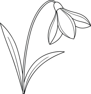 recommend clip art: Simple Snowdrop Flower Line Art Botanical Illustration Of Spring Blossom Drawing