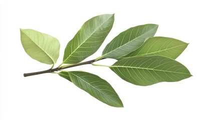 Obraz premium Green leaves on a branch