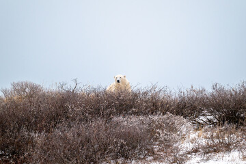 Polar bear on top of a hillside near Churchill, Manitoba