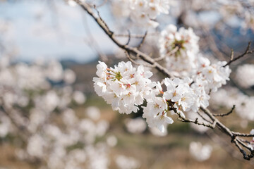 Beautiful cherry blossom (Sakura) in full bloom in spring in Japan, in the Japanese countryside on the island of Shikoku, near the city of Takamatsu