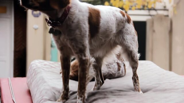 Two Brittany Spaniels on a Mattress in the Street, One Moving Restlessly, 4K