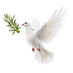 Obraz premium Elegant white flying with spread wings carrying an olive branch with green leaves and a single olive in a minimalistic scene symbolizing peace and harmony