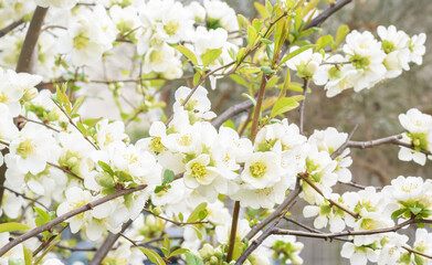 Branch with white flowers on a bush in spring