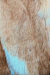 Animal fur texture close-up displaying soft and warm shades of orange and cream