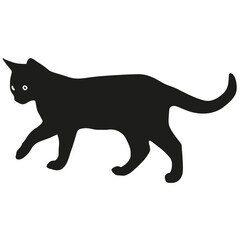 black cat on white background