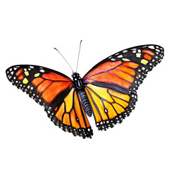 Fototapeta premium Vibrant Monarch butterfly with detailed orange black and white patterned wings flying isolated on white background