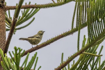 greenish yellow finch perching on a twig