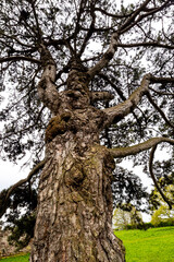 Old conifer tree trunk