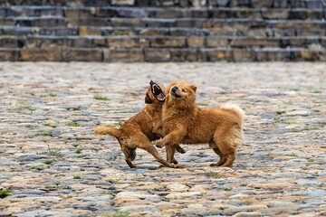playing dogs on main square of villa de leyva in colombia