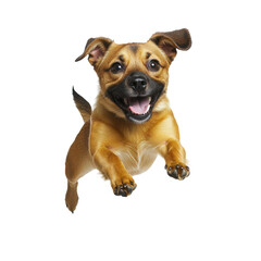 Playful small dog jumping towards the camera with a happy expression, energetic pet outdoors isolated on white background for pet care and animal portraits