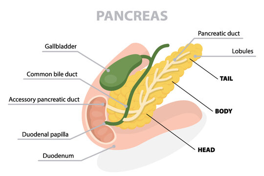 Pancreas anatomy drawing with description. Flat vector poster on white background.