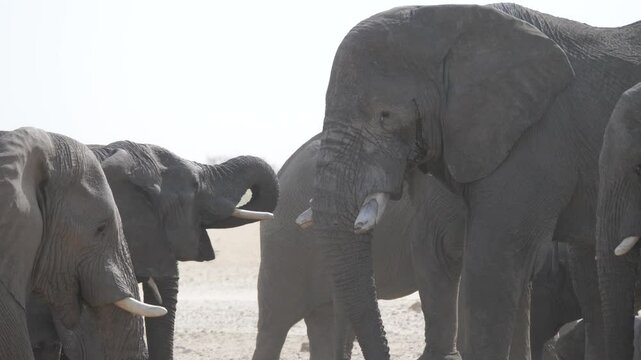 Herd of elephants at a small waterpool on a dry savanna at Etosha National Park Namibia