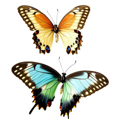 Obraz premium Vibrant butterfly pair with detailed colorful wings, showcasing natural beauty, elegance, and intricate patterns in a nature setting with a pure white background