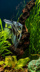 The angelfish in a aquarium.