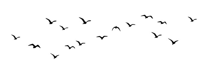 Black vector flying birds flock silhouettes, birds in flight, group of birds flying