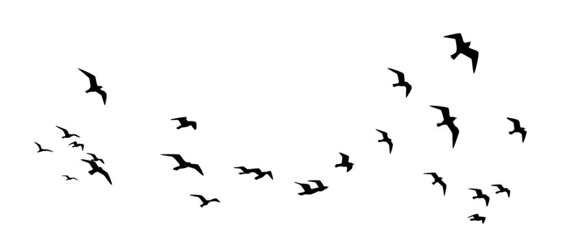 Flock of birds, Black vector flying birds flock silhouettes, birds in flight