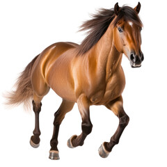 Obraz premium Elegant muscular brown racehorse galloping on open field with flowing mane and tail in a sunny outdoor environment showcasing speed and power