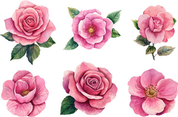 watercolor set of pink roses flowers