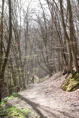 Leafy hillside forest with tree roots and mossy ground