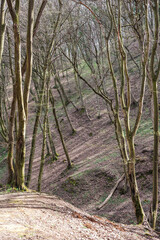 Leafy hillside forest with tree roots and mossy ground