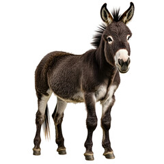 Fototapeta premium Peaceful realistic donkey animal standing on white background rural farm close-up adult gray furious mammal detailed illustration nature photography
