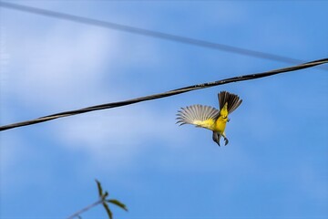 white-throated kingbird in flight, colombia
