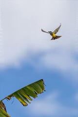 white-throated kingbird in flight, colombia