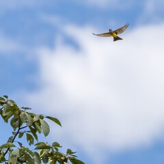 white-throated kingbird in flight, colombia