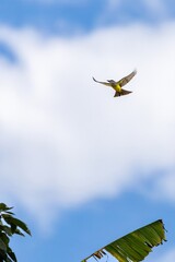 white-throated kingbird in flight, colombia