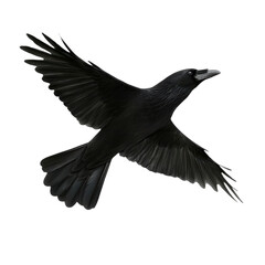 Obraz premium Black bird in flight with outstretched wings showing detailed feathers isolated on white background