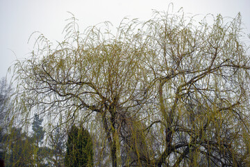 tree branches against blue sky, eastern,nacka,sverige,sweden,stockholm.mats,autumn