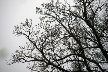 silhouette of a tree with a bird, eastern,nacka,sverige,sweden,stockholm.mats,autumn