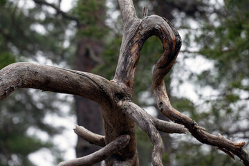 old tree trunk,nacka,sverige,sweden,stockholm.mats,autumn