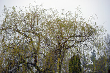 tree branches against blue sky, eastern,nacka,sverige,sweden,stockholm.mats,autumn
